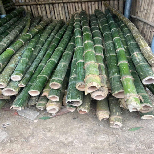 CỌC TRE, CỌC LUỒNG GỐC 4M